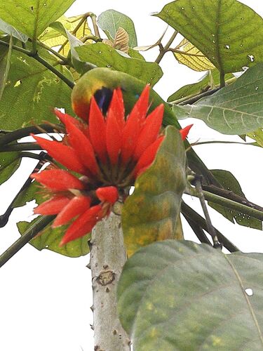 Golden-fronted Leafbird