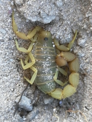 Parabuthus planicauda