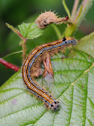 Ringelspinner