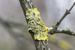Xanthoria parietina