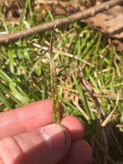 Puccinia caricina