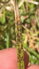 Puccinia caricina