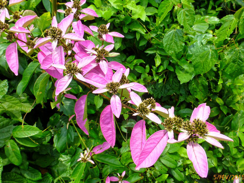Combretum racemosum