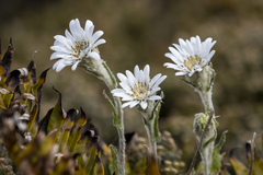 Leucheria suaveolens