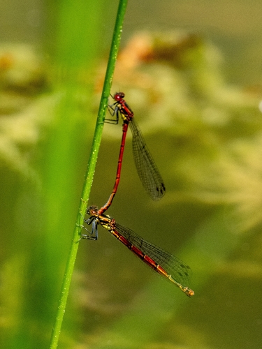 Frühe Adonislibelle