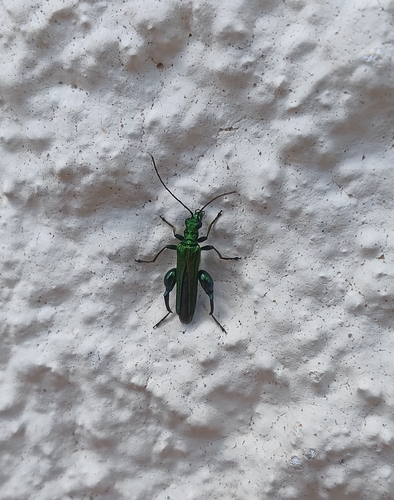 Thick-legged Flower Beetle