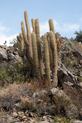 Trichocereus chiloensis chiloensis