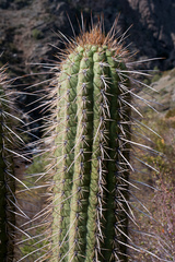 Trichocereus chiloensis chiloensis