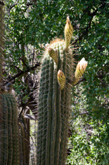 Trichocereus chiloensis chiloensis