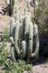 Trichocereus chiloensis chiloensis