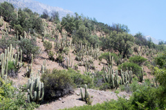 Trichocereus chiloensis chiloensis