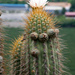 Trichocereus chiloensis chiloensis - Photo (c) Martin Lowry, μερικά δικαιώματα διατηρούνται (CC BY-NC), uploaded by Martin Lowry