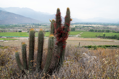 Trichocereus chiloensis chiloensis