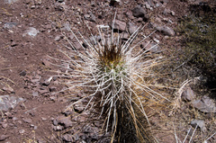 Trichocereus chiloensis chiloensis