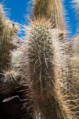 Trichocereus chiloensis chiloensis