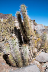 Trichocereus chiloensis chiloensis