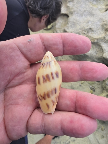 Amoria maculata observed 2026-05-14