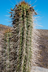 Trichocereus chiloensis chiloensis