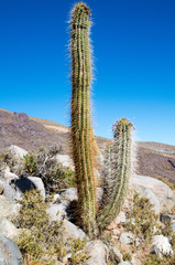 Trichocereus chiloensis chiloensis