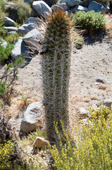 Trichocereus chiloensis chiloensis