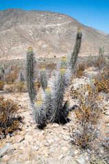 Trichocereus chiloensis chiloensis