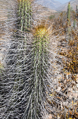 Trichocereus chiloensis chiloensis