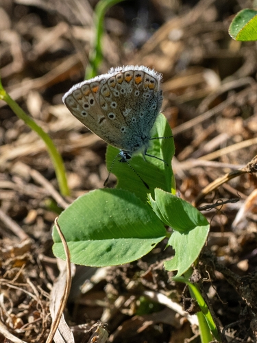 Hauhechel-Bläuling