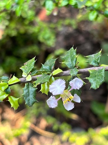 miniature holly