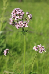 Valeriana amurensis