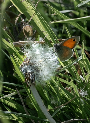 Kleines Wiesenvögelchen