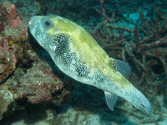 Arothron caeruleopunctatus