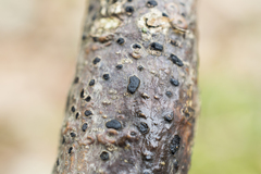 Diatrype disciformis