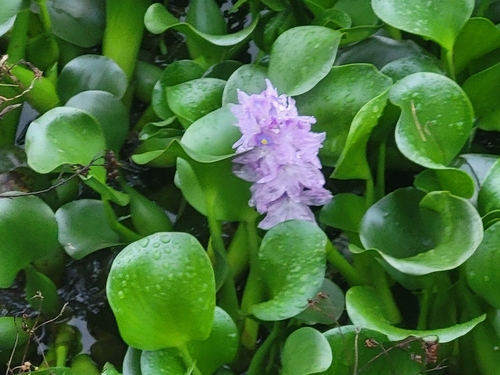 common water hyacinth
