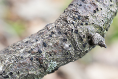 Diatrype disciformis