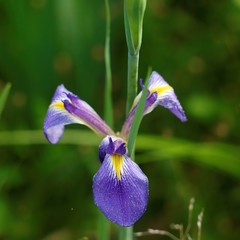 Iris giganticaerulea