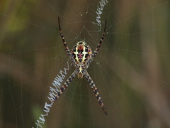 Argiope aemula