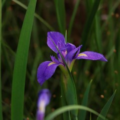 Iris giganticaerulea