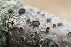 Diatrype disciformis