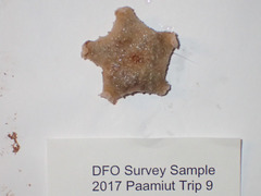 Pterasteridae