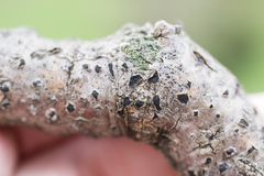 Diatrype disciformis