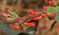 Woodfordia fruticosa