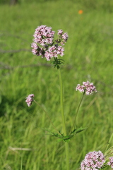 Valeriana amurensis