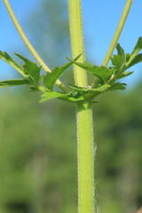 Valeriana amurensis
