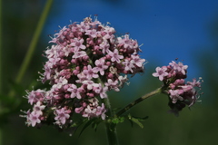 Valeriana amurensis