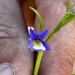 Lobelia claviflora