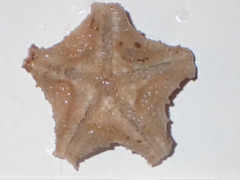 Pterasteridae