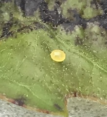 Homoeolabus analis