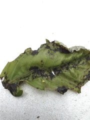 Homoeolabus analis