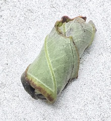 Homoeolabus analis