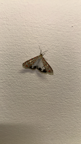 Heliotrope Moth